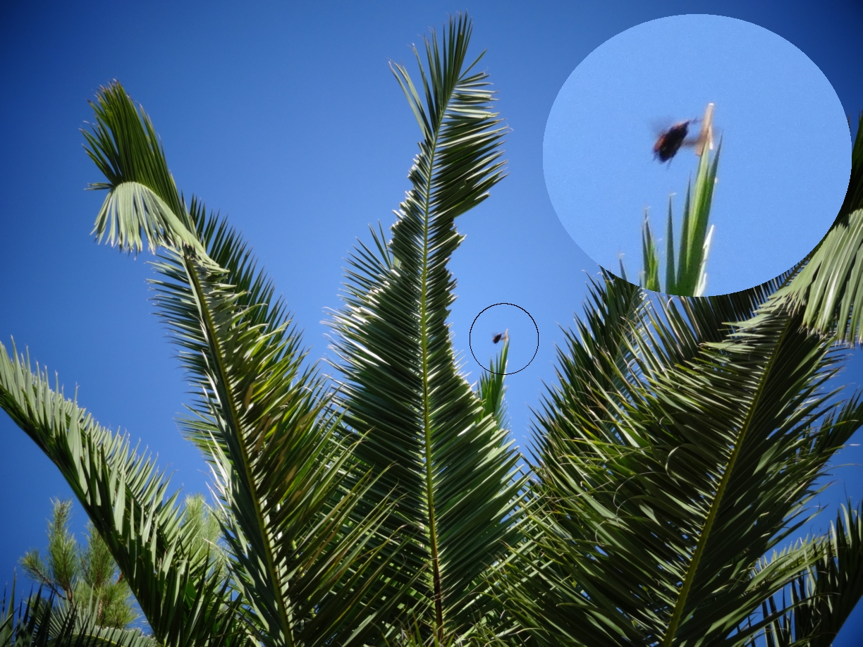 Palmera atacada por numerosos escarabajos. Foto: Bienvenido García Palmera atacada por numerosos escarabajos. Foto: Bienvenido García